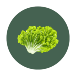 Lettuce